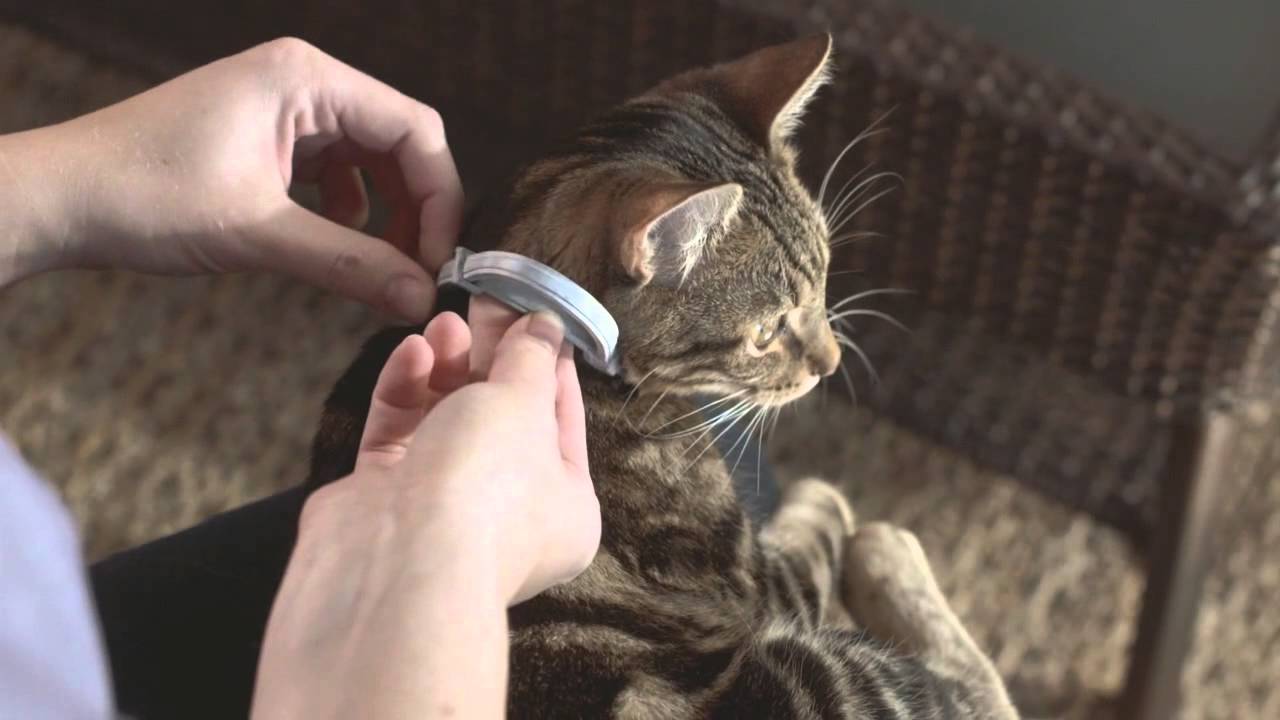 Выводим блох у кота